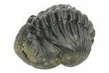 Large, Enrolled Pedinopariops Trilobite - About Long #350438-1